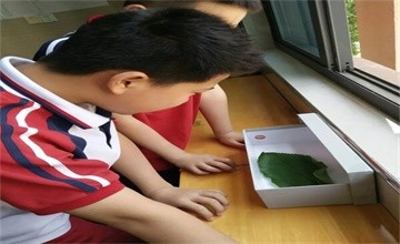 “蠶爸”“蠶媽”成長記 | 寧鄉(xiāng)市碧桂園學(xué)校小學(xué)部五年級“絲綢”UOI主題探究之旅圖片