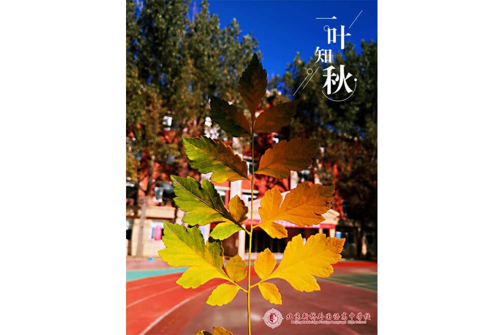 北京新橋外國(guó)語高中學(xué)校一葉知秋圖片04