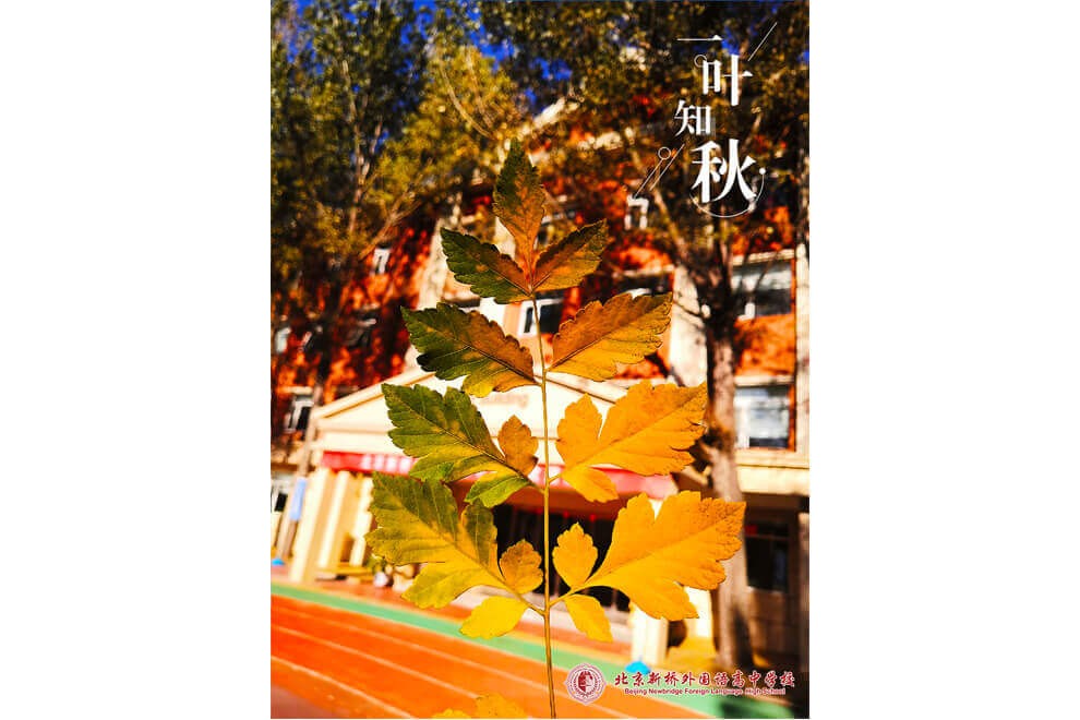 北京新橋外國(guó)語高中學(xué)校一葉知秋圖片05