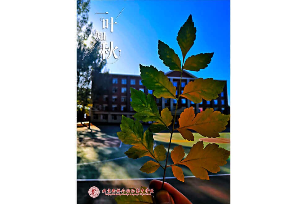北京新橋外國(guó)語高中學(xué)校一葉知秋圖片06