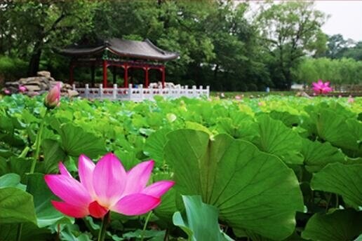 北京一零一中學(xué)國(guó)際班夏季美景圖集